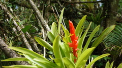 Guzmania berteroniana