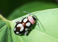 Omophoita simulans