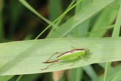 Conocephalus dorsalis