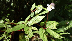 Begonia decandra