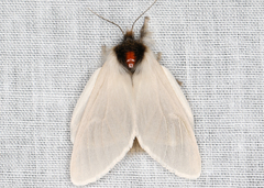 Trichiocercus mesomelas