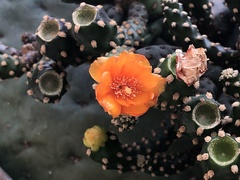 Opuntia