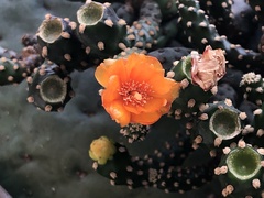 Opuntia