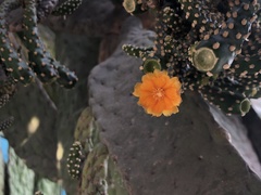 Opuntia