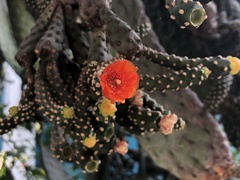 Opuntia