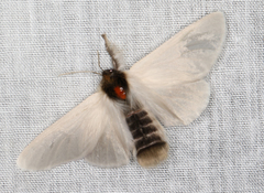 Trichiocercus mesomelas