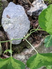 Passiflora apetala