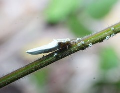 Praelongorthezia praelonga