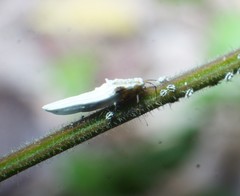 Praelongorthezia praelonga