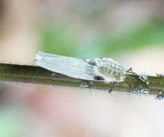 Praelongorthezia praelonga