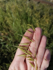 Bromus squarrosus