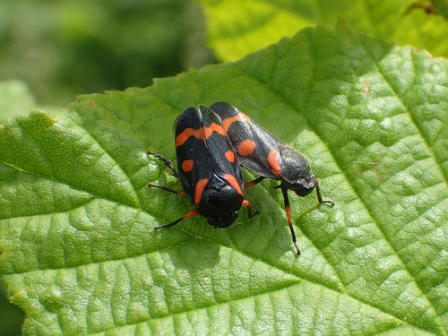 Cercopis intermedia