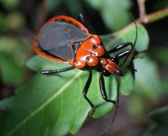 Rhiginia cinctiventris