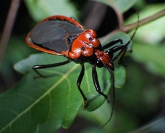 Rhiginia cinctiventris