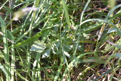 Sanicula bipinnatifida