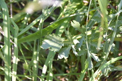 Sanicula bipinnatifida