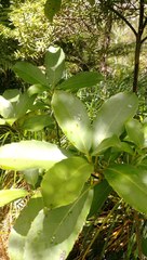 Melicytus macrophyllus