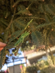 Sequoia sempervirens