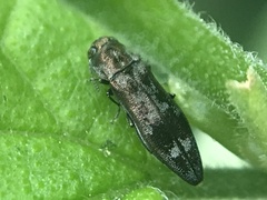 Agrilus lecontei
