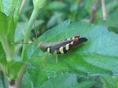 Apalacris varicornis