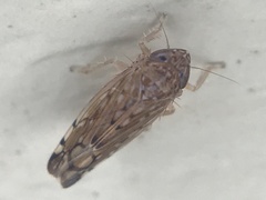 Osbornellus filamentus