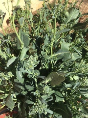 Brassica oleracea italica