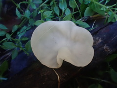 Sarcoscypha vassiljevae