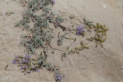 Lupinus tidestromii