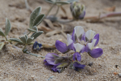 Lupinus tidestromii