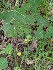 Solanum viarum