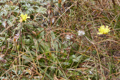 Agoseris apargioides