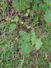 Solanum viarum