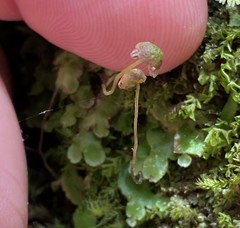 Asterella tenella