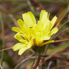 Agoseris apargioides