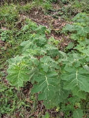 Solanum viarum