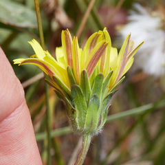 Agoseris apargioides