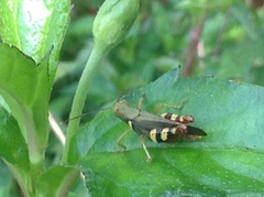 Apalacris varicornis