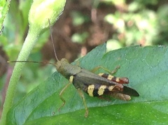 Apalacris varicornis