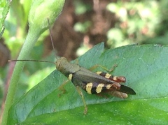 Apalacris varicornis