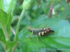 Apalacris varicornis
