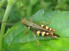 Apalacris varicornis
