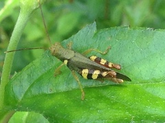 Apalacris varicornis