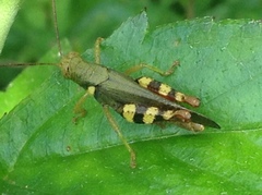 Apalacris varicornis