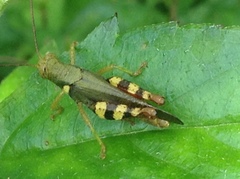 Apalacris varicornis