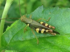 Apalacris varicornis