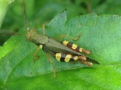 Apalacris varicornis