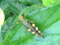 Apalacris varicornis