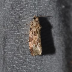 Phaecasiophora confixana