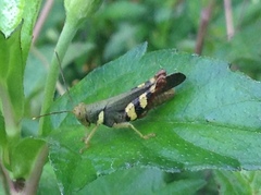 Apalacris varicornis