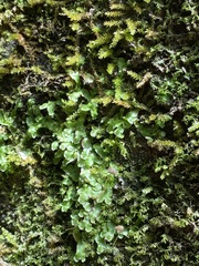 Asterella tenella